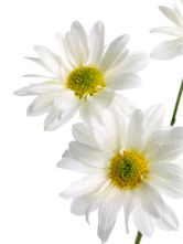 photo-24756526-white-daisies